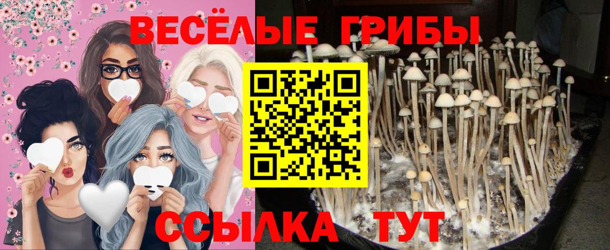 Псилоцибиновые грибы Cubensis Сатка